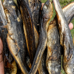 හුන්ගා 500g (Hunga Dry Fish)